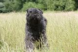 BOUVIER DES FLANDRES 031